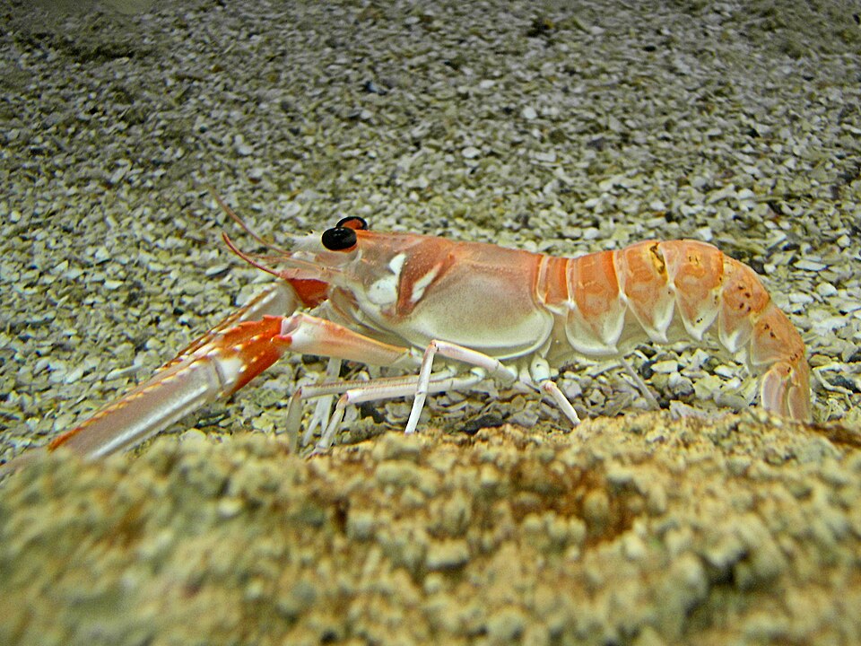 Kvarnerski škampi (Nephrops norvegicus)